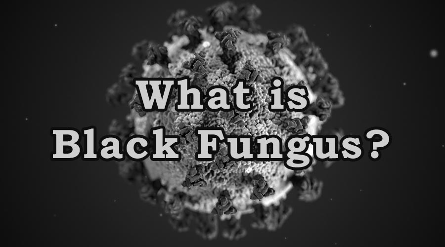 What Is Black Fungus
